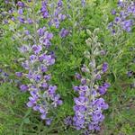 Baptisia australis var. minor - 