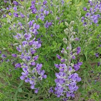 Baptisia australis var. minor