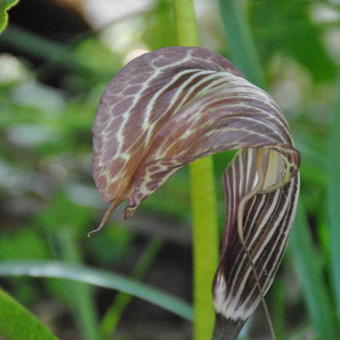 Arisaema utile