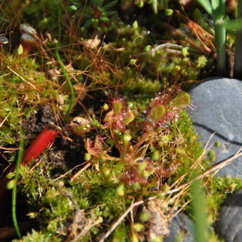 Drosera aliciae