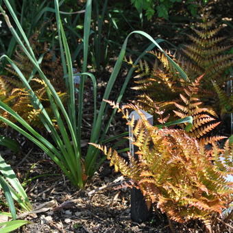 Dryopteris erythrosora 'Brilliance'