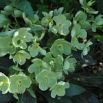 Helleborus x sternii 'Remi' - 