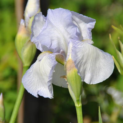 Iris germanica 'English Cottage' - Iris germanica 'English Cottage'