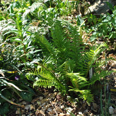 Polystichum aculeatum - Gelappter Schildfarn - Polystichum aculeatum