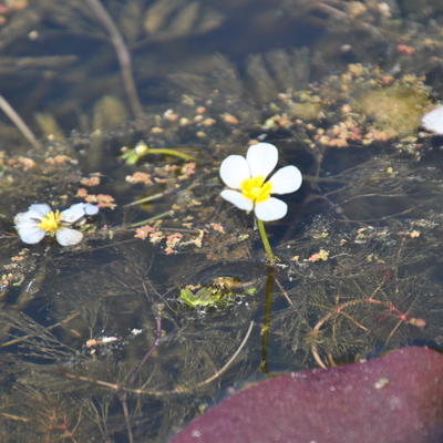 Ranunculus aquatilis - 