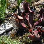 Sarracenia purpurea - Rote Schlauchpflanze