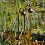 Sarracenia alata - 