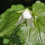 Trillium flexipes - 