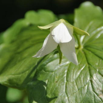 Trillium flexipes