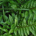 Polystichum makinoi - 