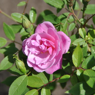 Rosa 'Pompon de Paris' - 