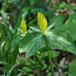 Trillium luteum - 