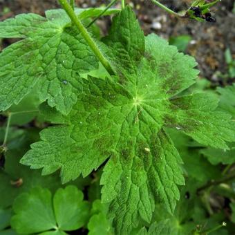 Geranium phaeum ‘Springtime’