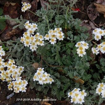 Achillea umbellata