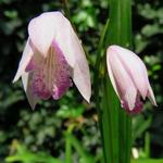 Bletilla striata 'Roseum' - 