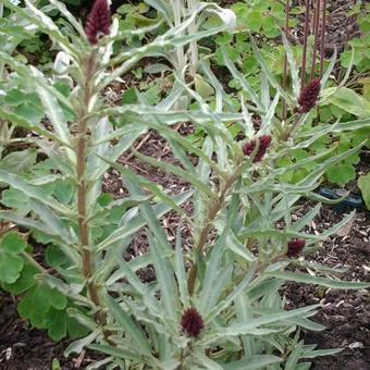 Francoa sonchifolia 'Rogerson's Form'