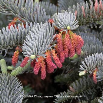 Picea pungens 'Glauca Procumbens'