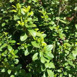 Ilex crenata 'Dark Green' - Ilex crenata 'Dark Green'