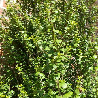 Ilex crenata 'Dark Green'