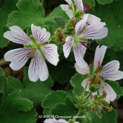 GÉRANIUM DU CAUCASE , BEC DE GRUE, GÉRANIUM RENARDII - Geranium renardii