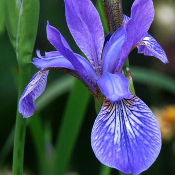 Iris sibirica