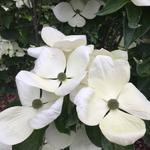 Cornus kousa 'Milky Way' - CORNOUILLER DU JAPON