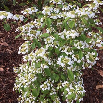 Viburnum plicatum 'Watanabe' - Viburnum plicatum 'Watanabe'