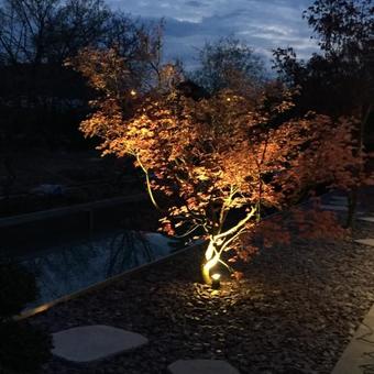 Acer Palmatum 'Deshojo'