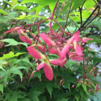 Acer palmatum 'Osakazuki'