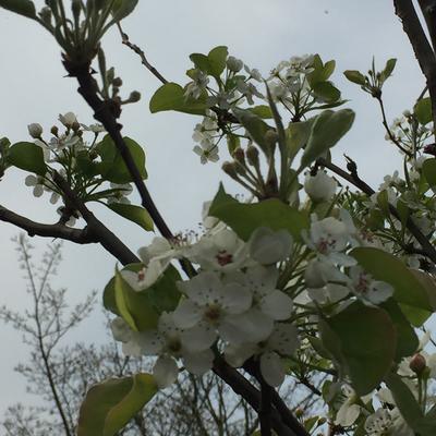 Pyrus calleryana 'Chanticleer' - 