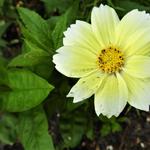 Cosmos bipinnatus 'Xanthos' - 