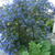 Ceanothus repens 'Blue Mound'