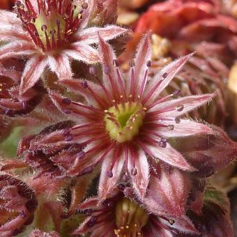 Sempervivum 'Rubin'