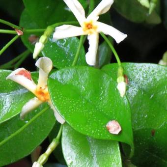 Trachelospermum asiaticum