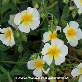 Helianthemum 'Elfenbeinglanz'