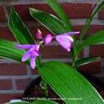 Bletilla striata purple variegated - 