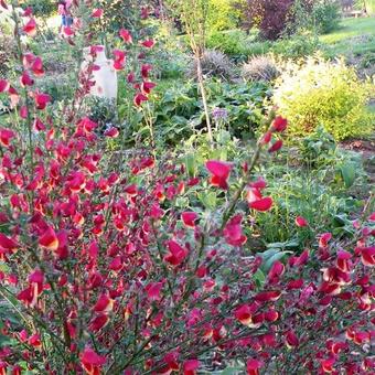 Cytisus scoparius 'Lena'