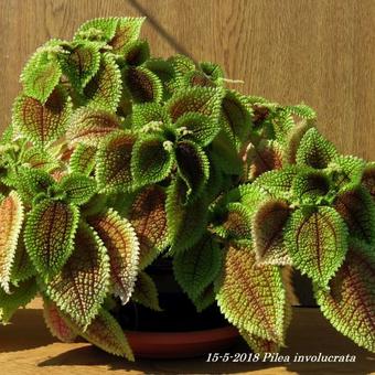 Pilea involucrata