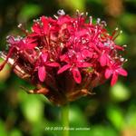 Silene asterias - 