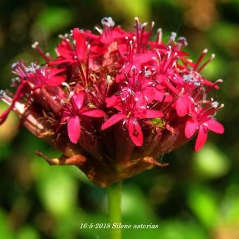 Silene asterias