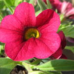 Petunia 'Burgundy' - 