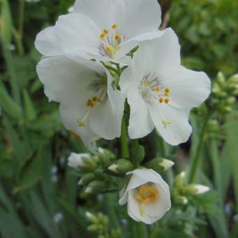 Polemonium caeruleum 'Album'