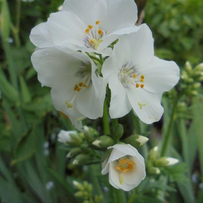 Polemonium caeruleum 'Album' - Polemonium caeruleum 'Album'