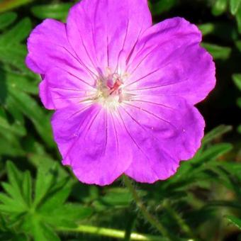 Geranium sanguineum