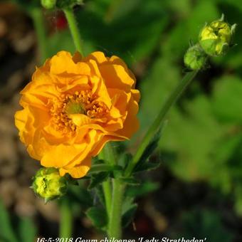 Geum chiloense 'Lady Stratheden'