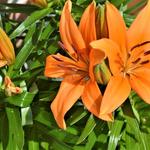 Lilium 'TINY Skyline' - 