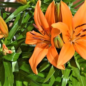 Lilium 'TINY Skyline'