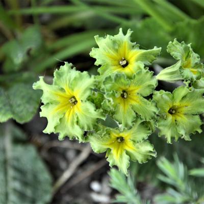 Primula 'Francisca' - 