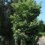 Crataegus crus-galli - Aubépine ergot de Coq