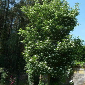 Crataegus crus-galli